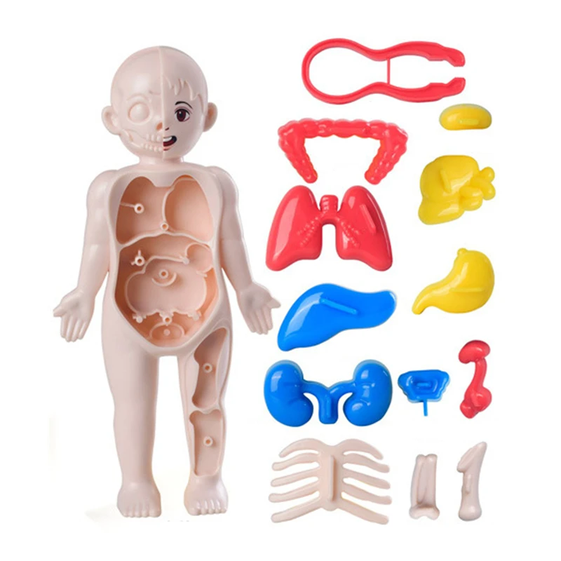 3D Montessori Puzzle Mannequin Human Anatomy Model Children's Learning Organs Toys Educational Body Learning Tools