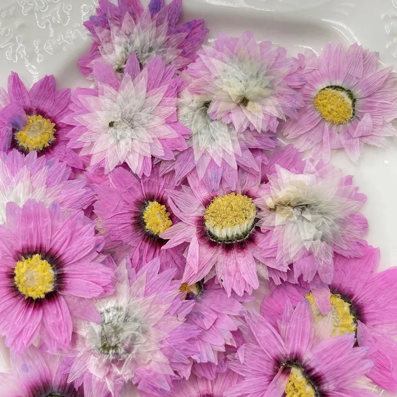 24 stücke/2-4CM, Natürliche Gedrückt Blumen blätter, reale Getrocknete daisy DIY Handwerk Valentines geschenk Lesezeichen telefon fall Duft kerze decor