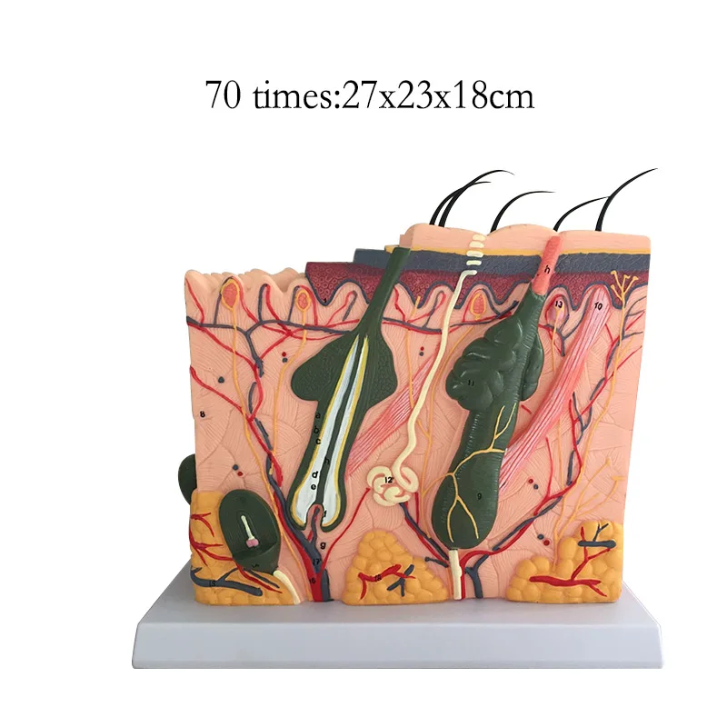 Modelo de agrandar la estructura de la piel y el cabello humano, modelo de estructura de la capa de la piel, Ayuda de entrenamiento cosmético de anatomía