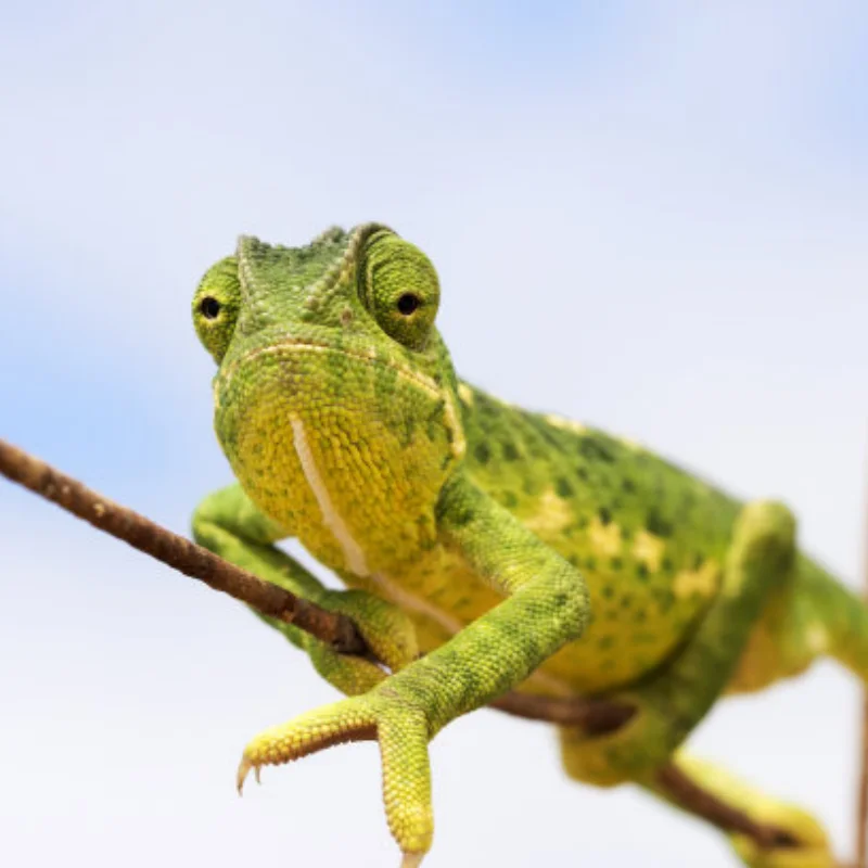 الفولاذ المقاوم للصدأ الهيكل لوحة درع المحور حماية البيض ل 1/6 RC سيارة محوري SCX-6