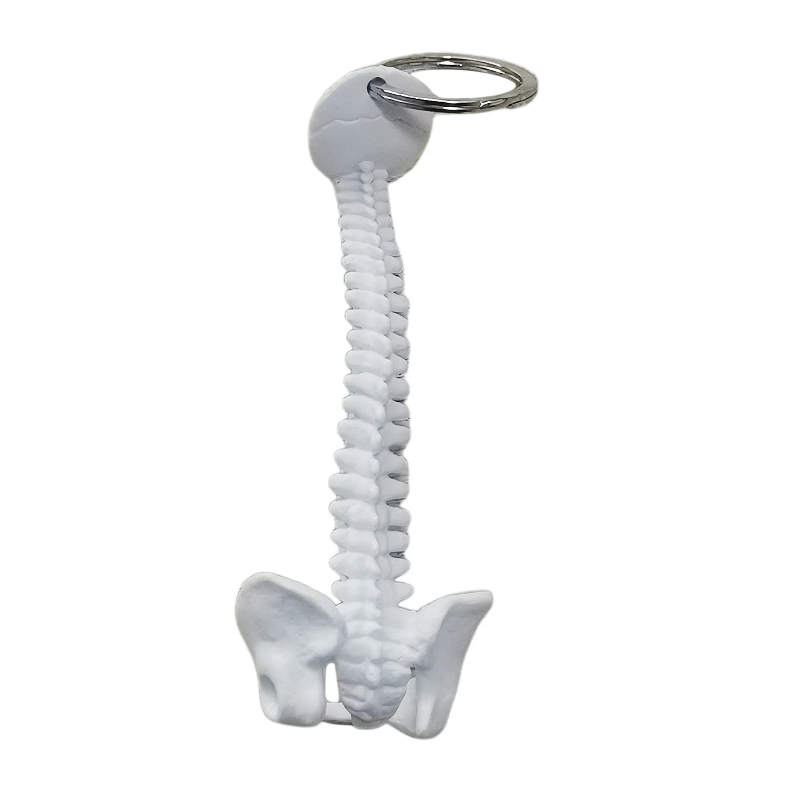 Human Spine Skeleton Keychain, Mini Medical Model 9.5 x 4cm, Key Ring Diameter 2.5cm, Biology Classroom Study Tools