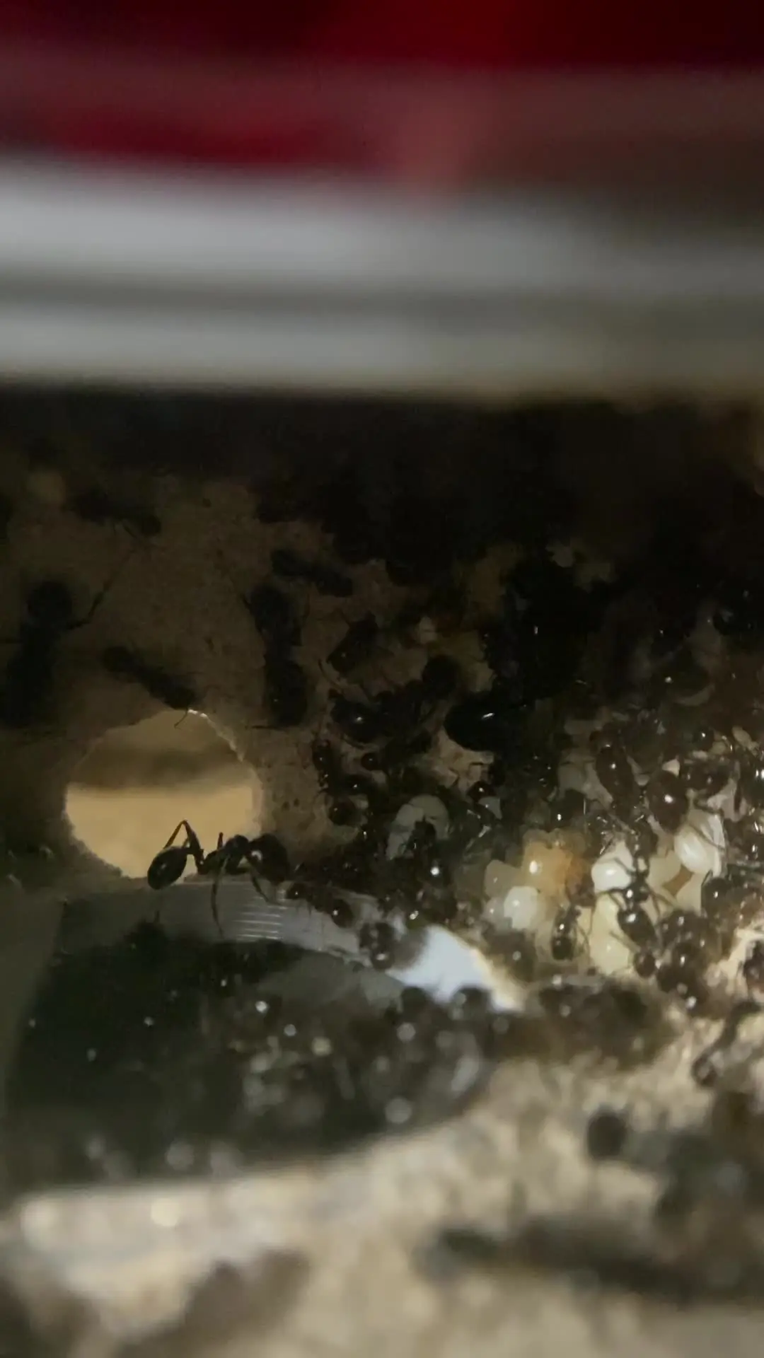 【Valley】Ant Farm for Myrmecocystus , fit for More Than Myrmecocystus , Anthill Nest for Ants Keepping Ant Keepers Accessories