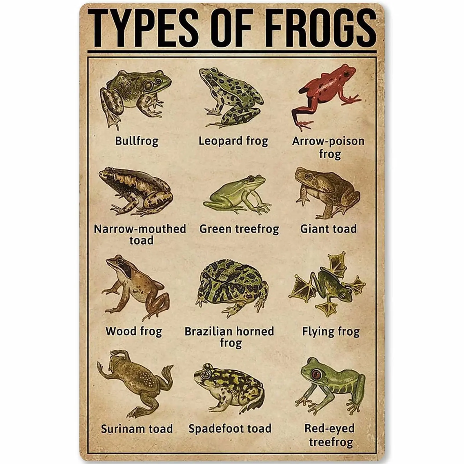 

Veidsuh Types of Frogs Tin Sign Metal Sign Metal Sign Tin Sign Wall Art 12 * 16 Incn