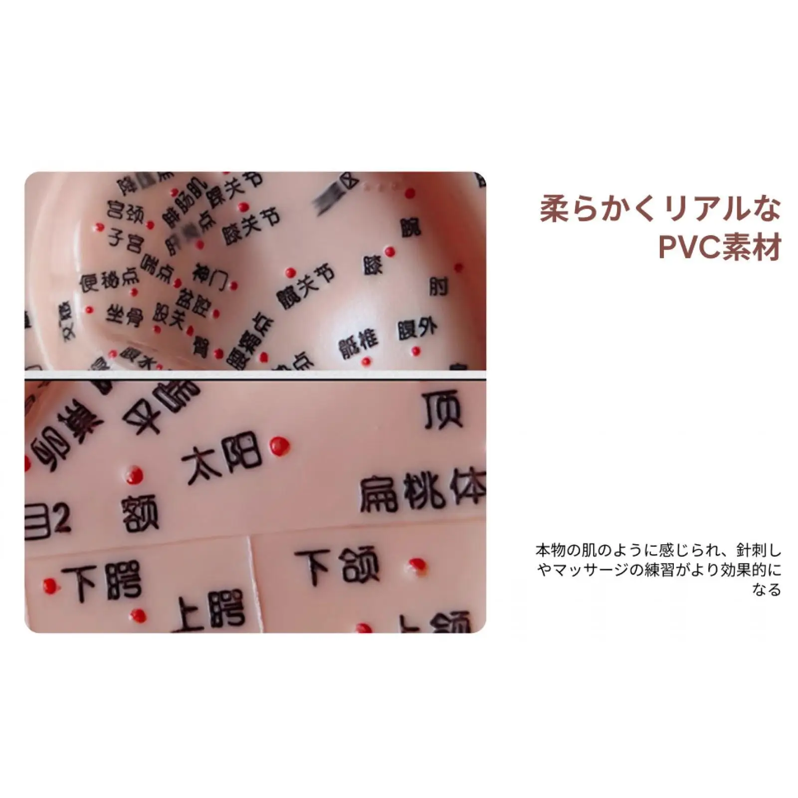Human Ear Acupuncture Ear Teaching Model for Acupuncture Practice Learning
