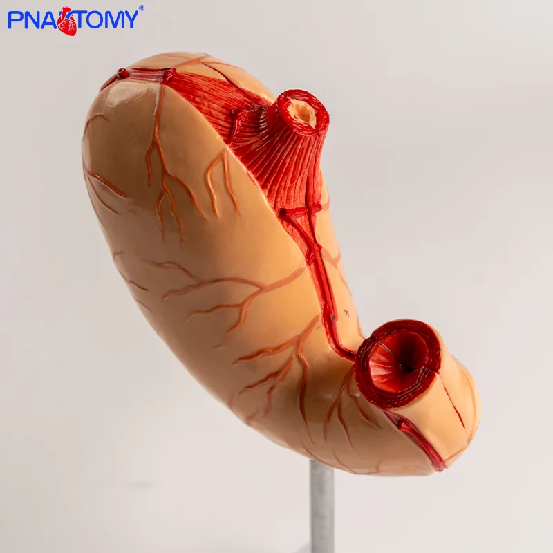 

Disassemblable Stomach Model for Gastrointestinal Anatomy Education Featuring both Stomach and Intestines.