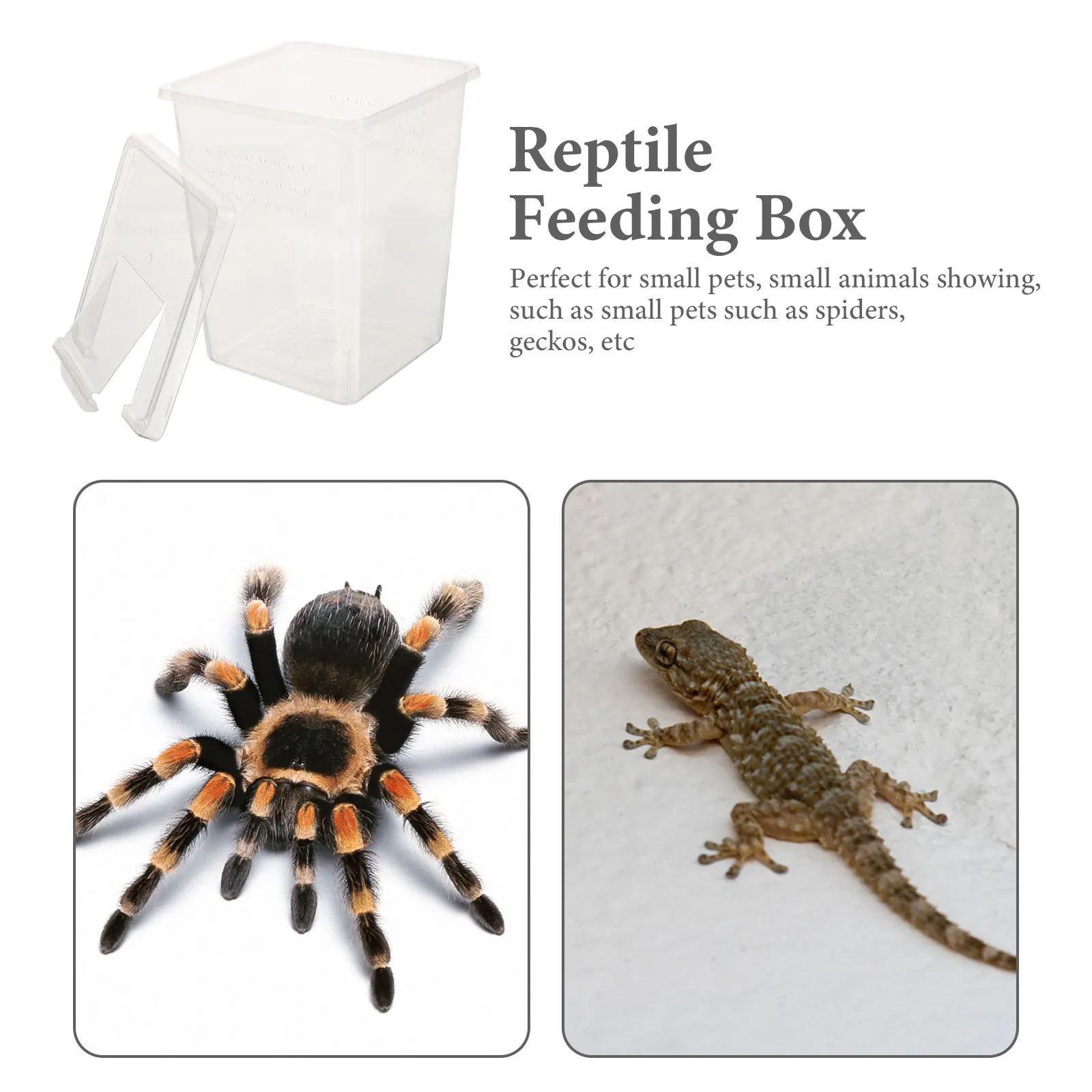 

Safe Reptile Habitat Box Breathable Holes Transparent Material Lizards Snails Frogs Insects Creative Feed Bin Spider Terrarium