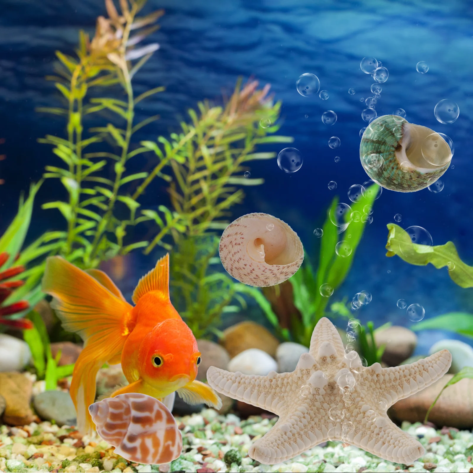 

13Pcs Ocean Shells Kit Natural Conch and Shells Decor for Aquarium Fish Tank Decoration DIY Craft Home Beach Themed Scene Layout