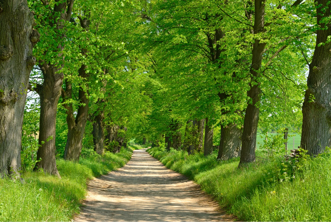 Aangepaste behang 3d Forest Avenue Big Tree landschap muurstickers woondecoratie berkenbos Ginkgo jungle decoratie muurschildering