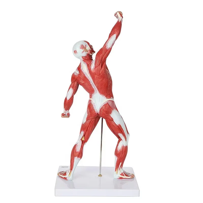 Scientific Miniature Muscular System Model, 20” Human Muscles Anatomy Model Displaying Superficial Muscle Anatomy and Structure