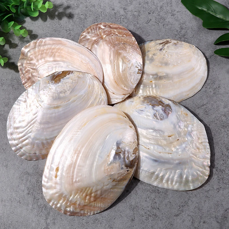 13-17CM Shell Pearl Clam Shell Ornament Crafts Accessories Aquarium Fish Tank Landscape Home Mediterranean 2pcs/lot