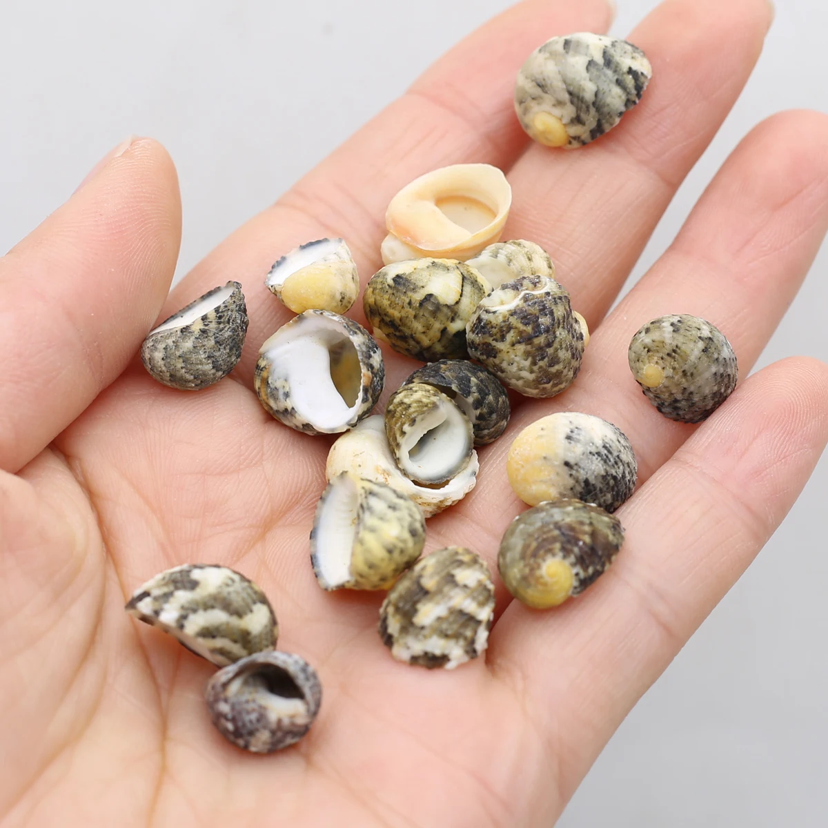 

100g Natural Shells Conch Crafts DIY Charms For Bracelet Making Earrings Jewelry accessories Fish Tank Aquarium Ornament Decor