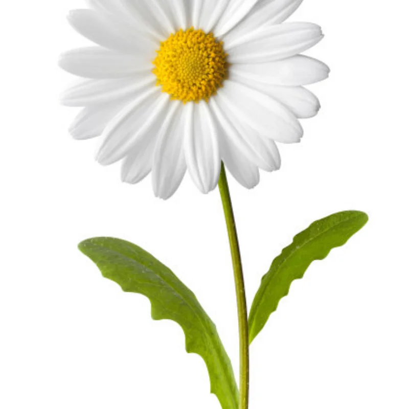 80KG RC 1/5 서보 방수 고토크 80Kg 8.4V 메탈 기어 디지털 레드캣 HPI 바하 5B SS용