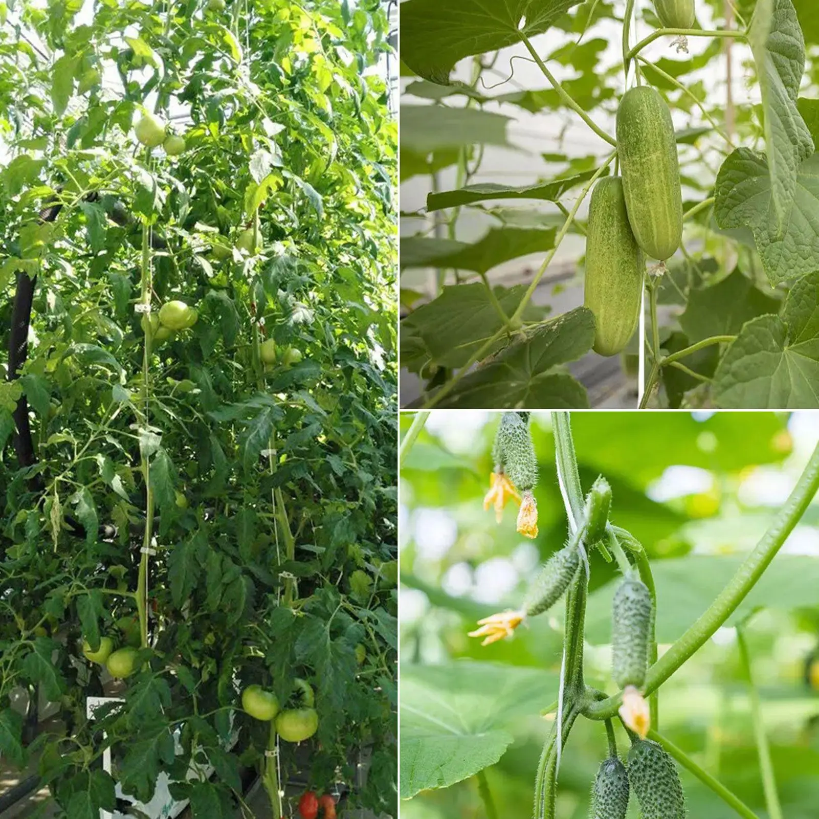 

Tomato Hooks Heavy Duty Prevent Pinching Clips 40-Piece Tomato Hooks For Climbing Plants For Indoor Outdoor Garden Yard Farm