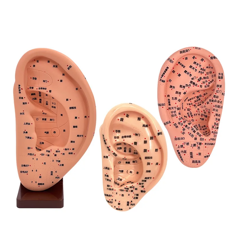 Auricular Point Model Ear Acupuncture Model with Stand for Teaching and Training