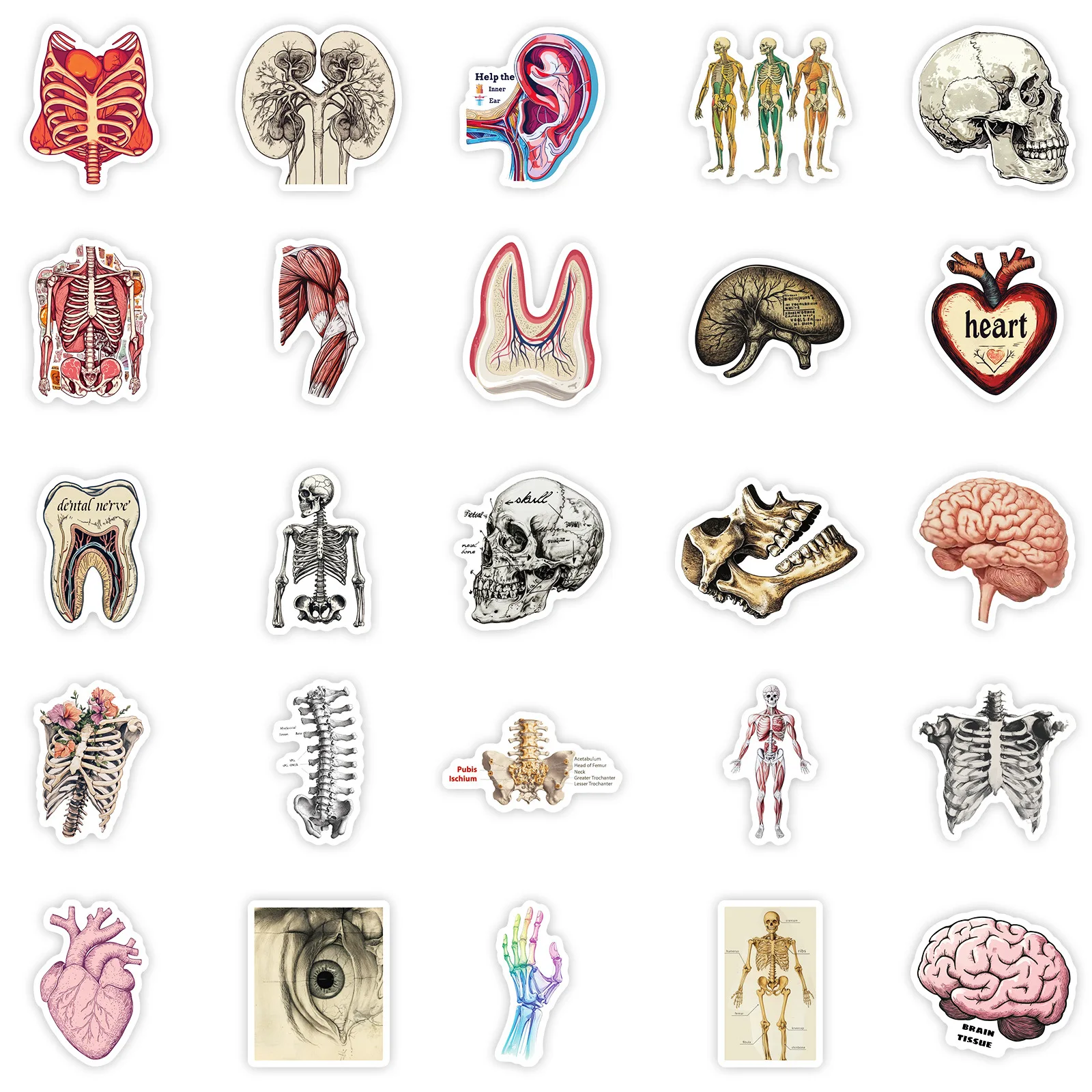 10/50 قطعة الأعضاء البشرية الكتابة على الجدران ملصقات التفكيك الرسم البياني الكرتون الأحياء DIY بها بنفسك الثلاجة الأمتعة المحمول الغيتار الدراجة ملصق لعبة