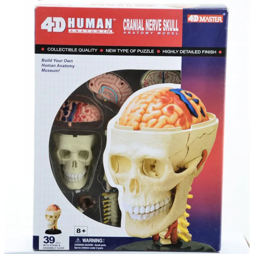 

Mini Human Detachable BRAIN MODEL 32 Parts 4D MASTER HUMAN ANATOMICAL MODELS DIY TOYS BODY ANATOMY EDUCATIONAL TOOL