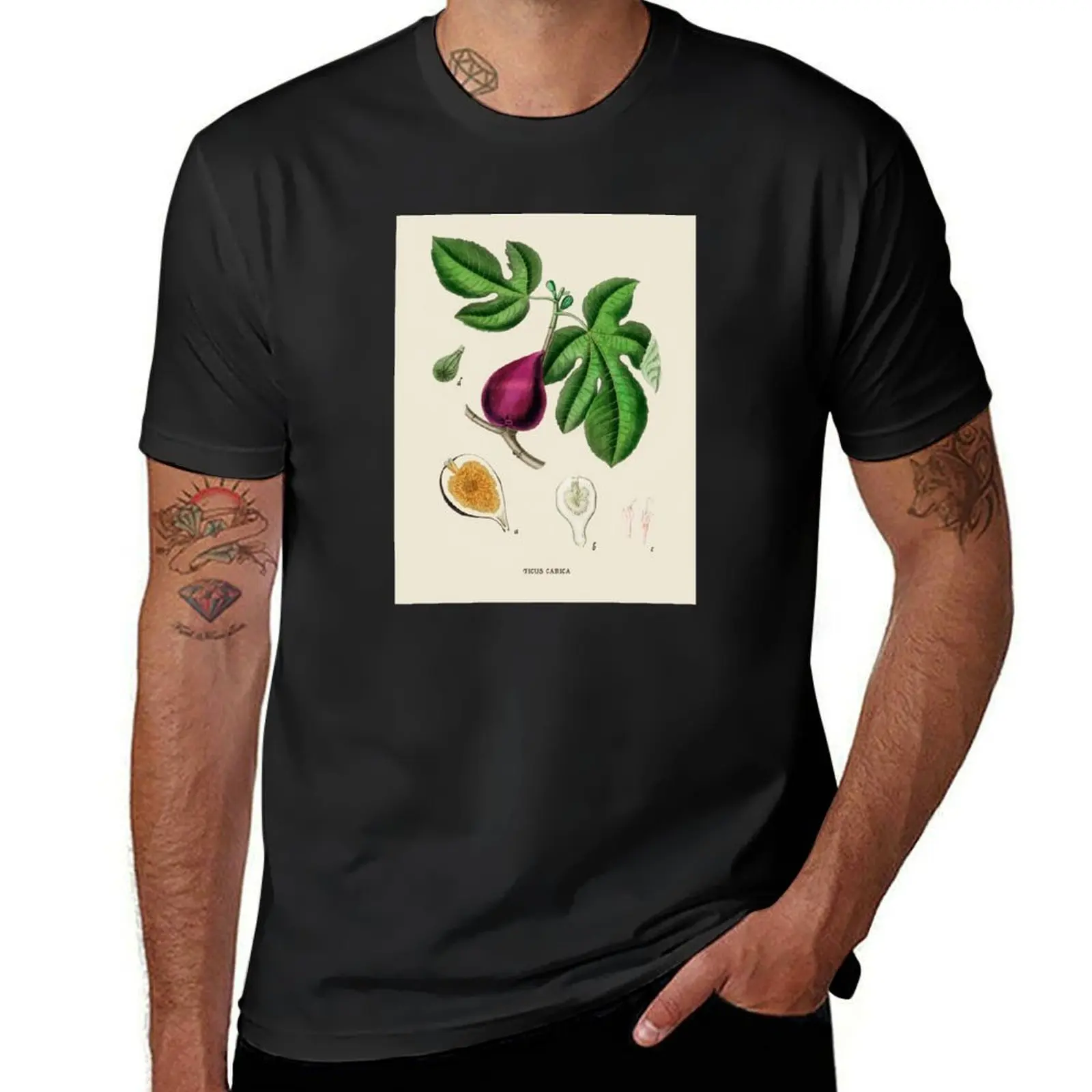 Fig Antique Botanical Illustration T-Shirt shirts graphic tees cute clothes vintage tops mens workout shirts