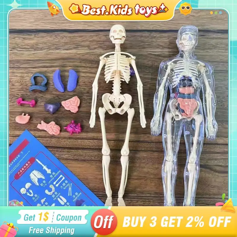 

2PC 3D Human DIY Mannequin Skeleton Body Torso Model Educational Assembly Learning Kids Toys Anatomy Organ Structure Teach Tool