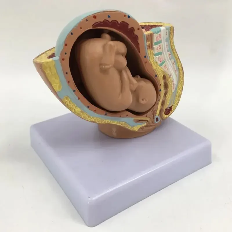 Pregnancy Anatomical Models Anatomical Pregnant Human Female Pelvis with Pregnancy 9 Months Baby Fetus Model Life Size parto