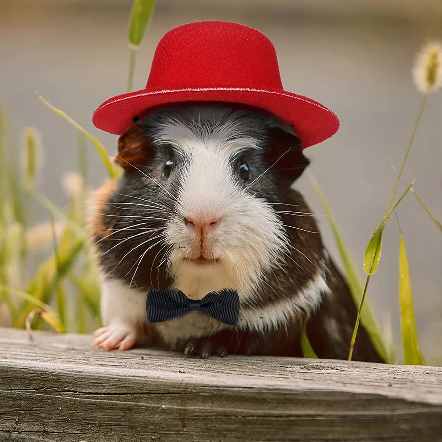 Guinea Pig Hat and Bowtie Hamster Costume Outfit Rats Chinchilla Cool Pet Rabbit Cap Hat Small Pet Items Accessories ハムスター