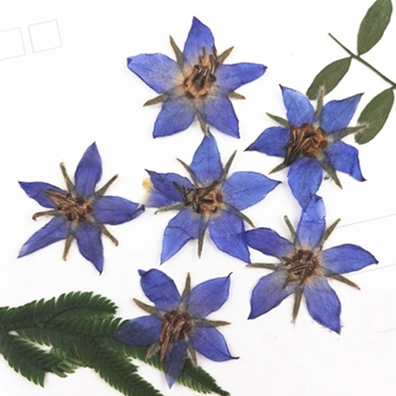 Original Blue Borage Dried Flowers, DIY Accessory Decoration, Best Sell, Free Shipping,120Pcs