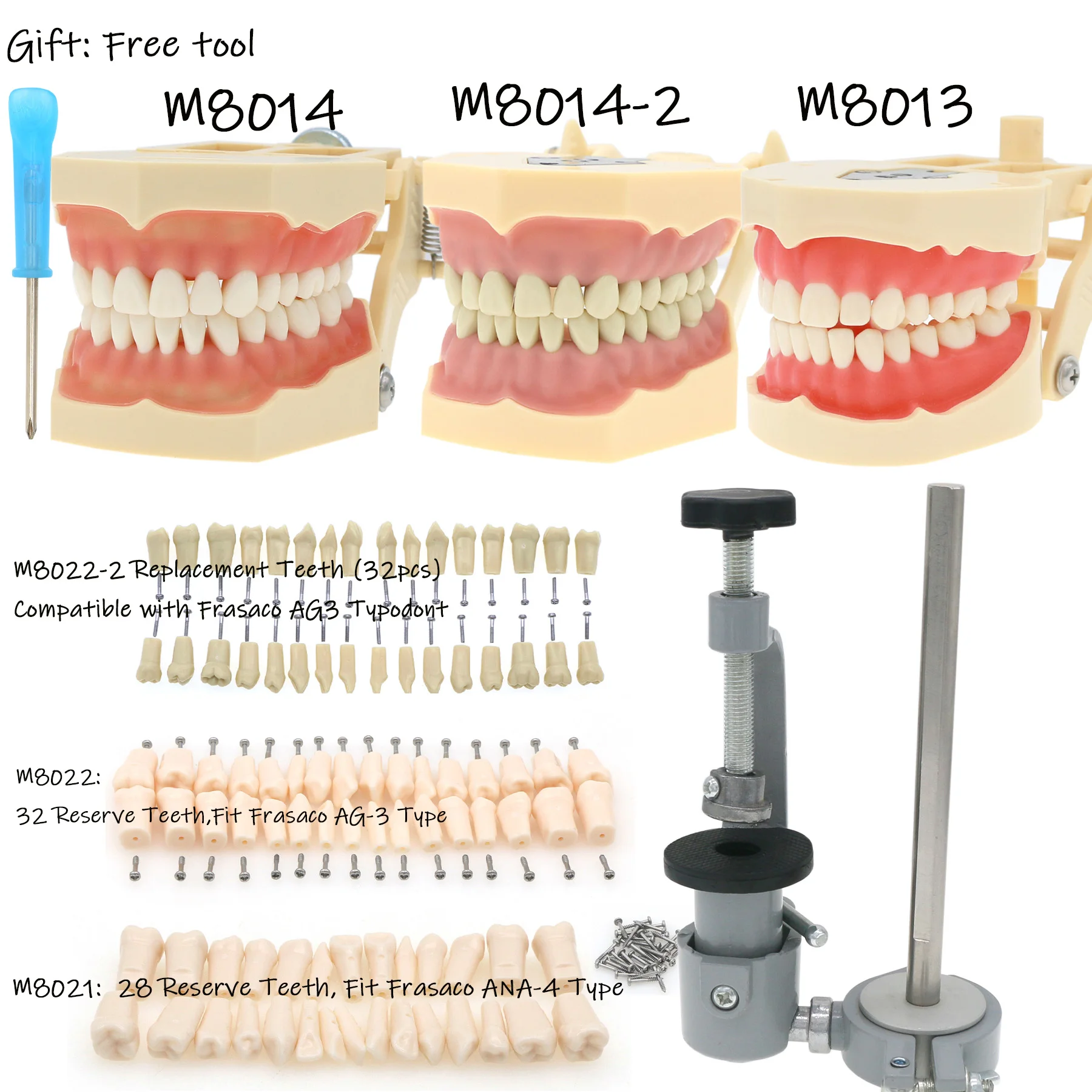 

Dental Frasaco ANA-4 AG3 Type Fit Screw-in Teeth Model Typodont Standard Practice Filling 28/32Pcs Restoration Mounting Pole