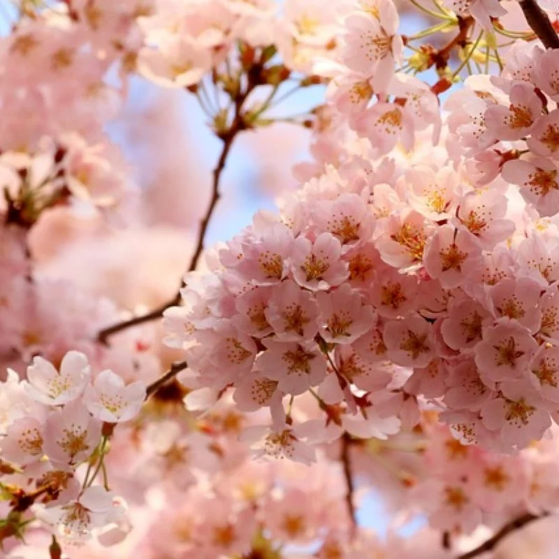 

Hard Chrome Steel Diff Main Gear 43T and Input Main Gear 10T for Arrma Kraton Mojave Outcast Talion Notorious 6S AR310497 AR3104