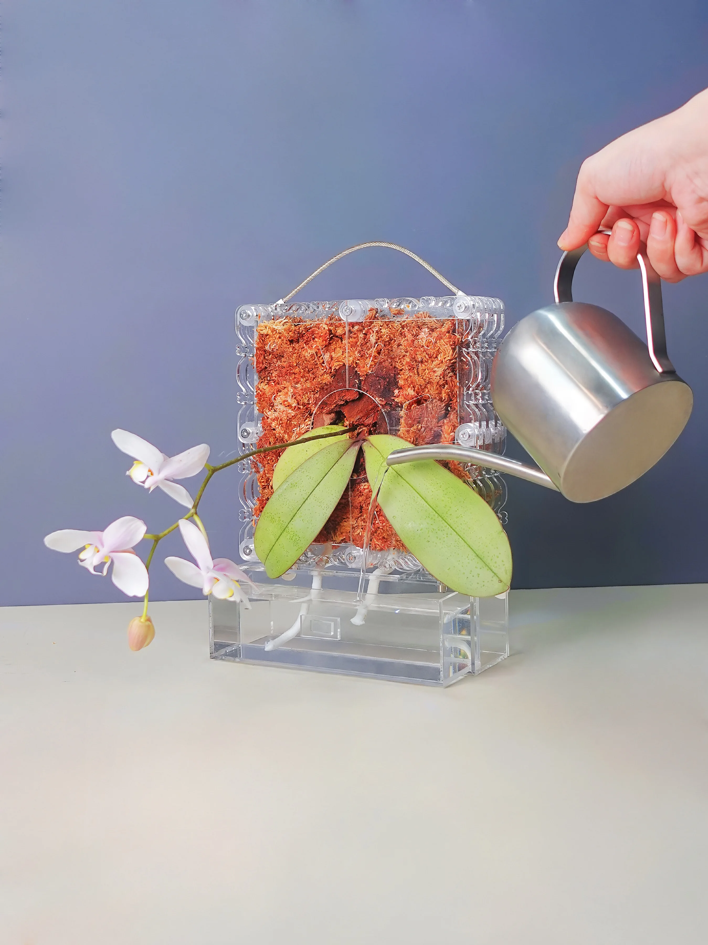 pannello-quadrato-in-acrilico-per-piante-di-piccole-dimensioni-trasparente-da-appendere-alla-parete-ideale-per-decorare-giardini-con-orchidee-e-felci-per-creare-pareti-verdi-con-piante