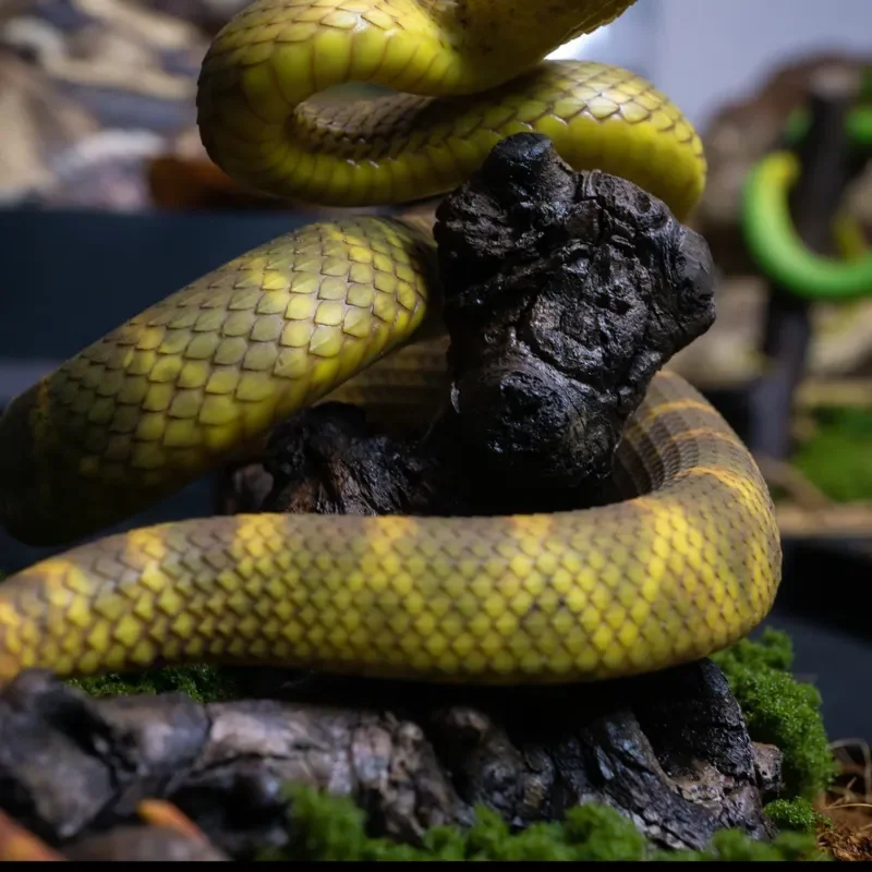Micro Landscape Yellow Green Scale Tree Viper Model Animal Figure Miniature Indoor Tabletop Decoration Scene Diorama