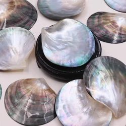 Natural Black Dish Shell Jewelry Storage Tray, Conch Fish Tank, Aquascape Ornaments, Shooting Props, Home Decoration