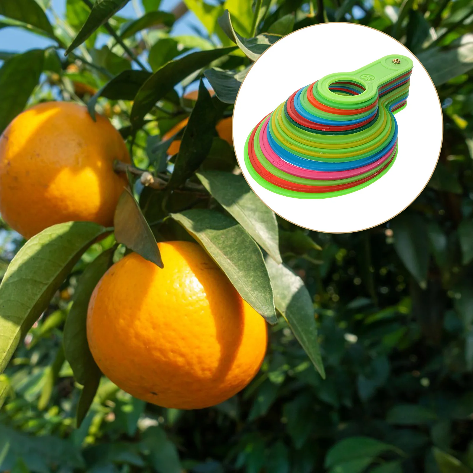 

Fruit Grading Board Diameter Gauge Ring for Measuring Small Medium Fruits in Agriculture and Fruit Shops Diameter Gauge