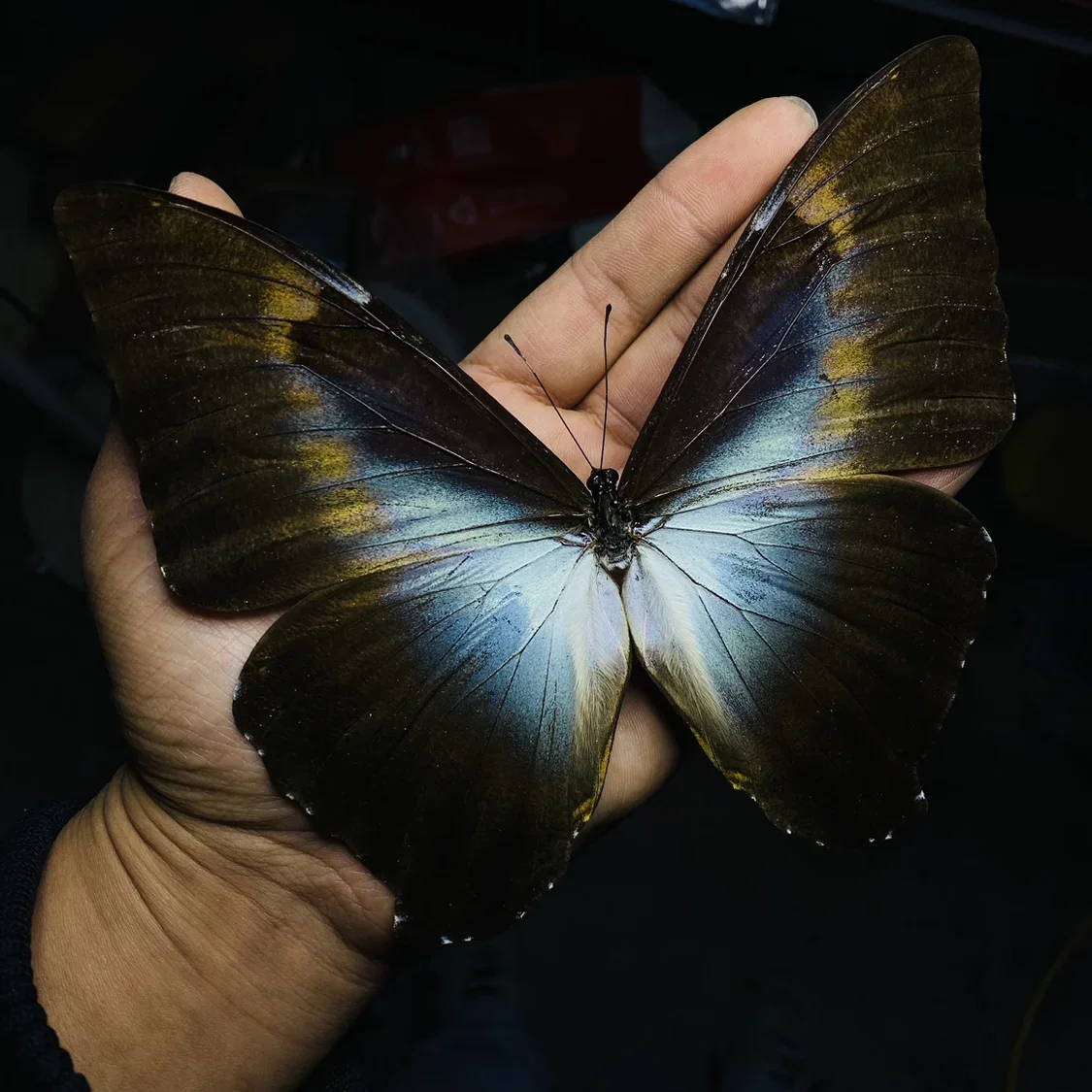 Morpho Phanodemus Real Butterfly Specimen Crafts Wings Not Unfolded Decorative Painting Popular Science Exhibition Collection