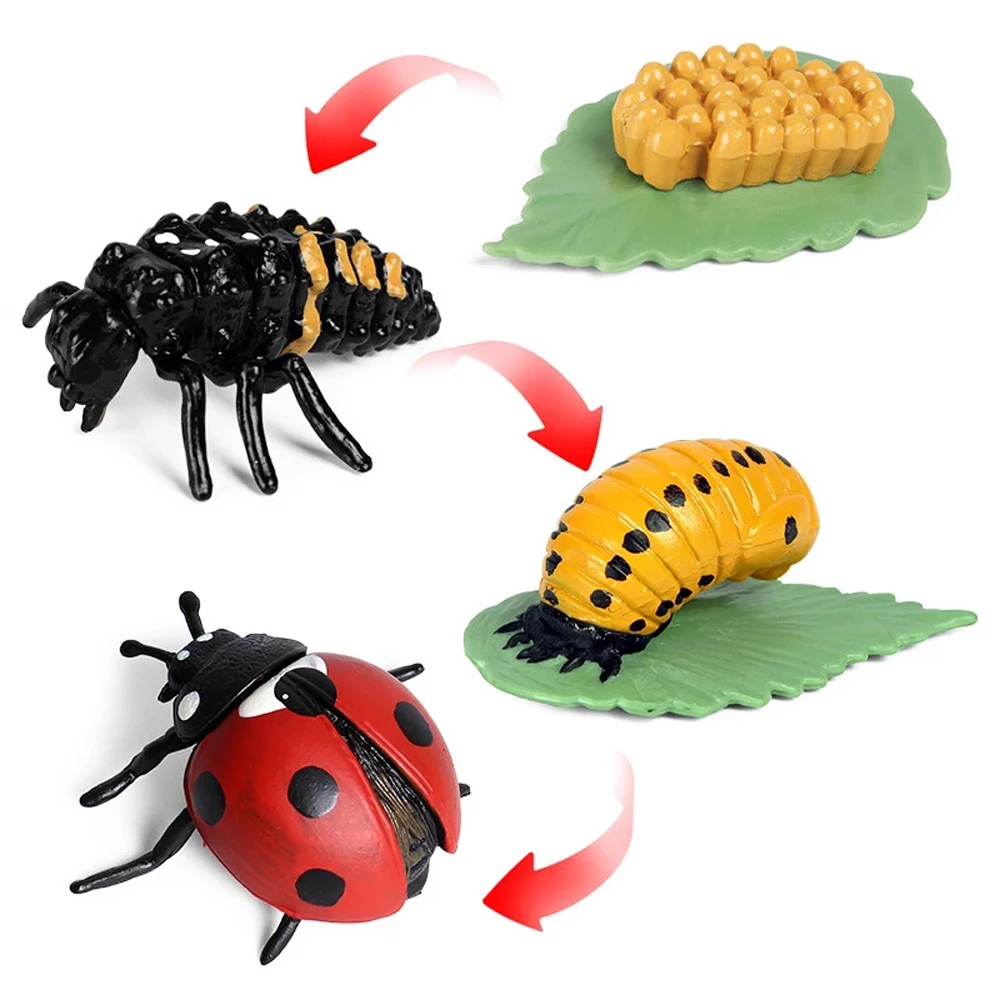 Chicken Teaching Material Plastic Models Spider Life Cycle Figurine Simulation Animals Growth Cycle Model Action Figures