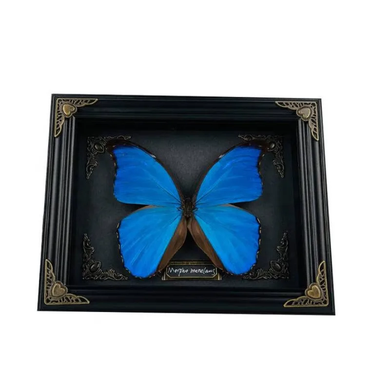 

Real butterfly specimen display frame photo frame