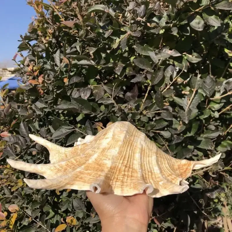 Seven-horned Snail Natural Shell Conch Creative Gift Mediterranean Style Home Furnishings Fish and Grass Tank Decoration