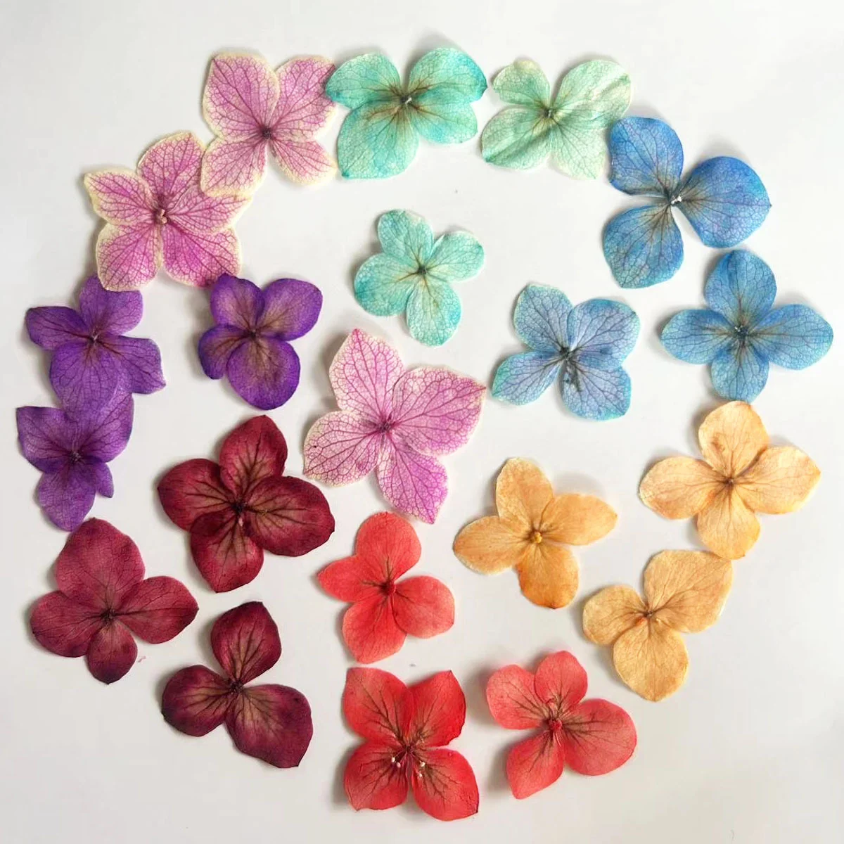 60Pcs Anna Hydrangea Color-Absorbing Flowers Epoxy Resin Bookmarks Photo Frames Handmade Pressed Flowers DIY Plant Specimens Pressed Flowers Nail Art Dried Flowers