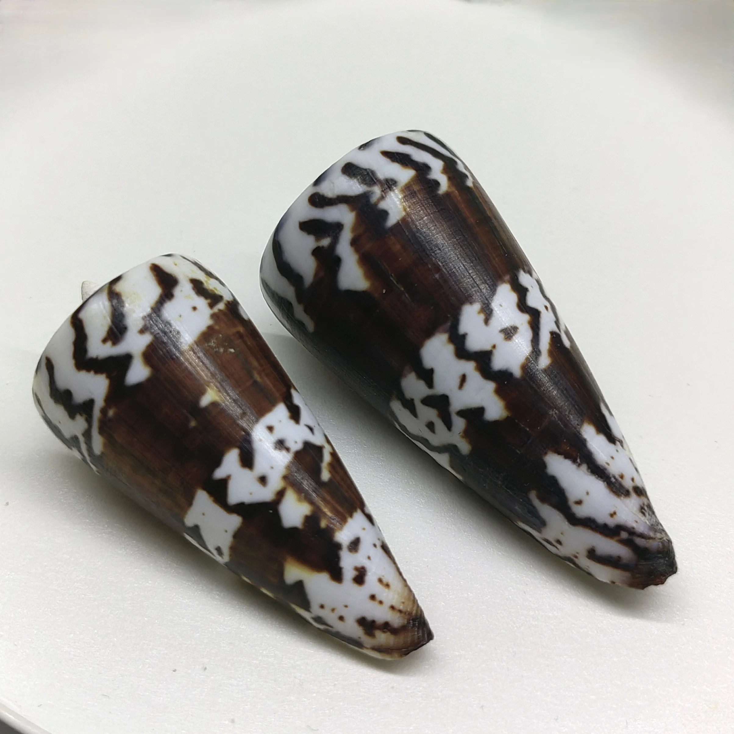 

Natural Conus Marmoreus Conch Shells Hebrew Marble Cone Conch Snail Ornaments Fish Tank Aquarium Landscaping Decoration 5-6cm