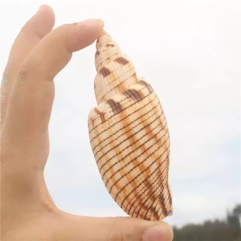 De's Vortex Snail Natural Conch Shell Rare Collection Specimen Snail Children's Science High Quality Natural Without Dyeing