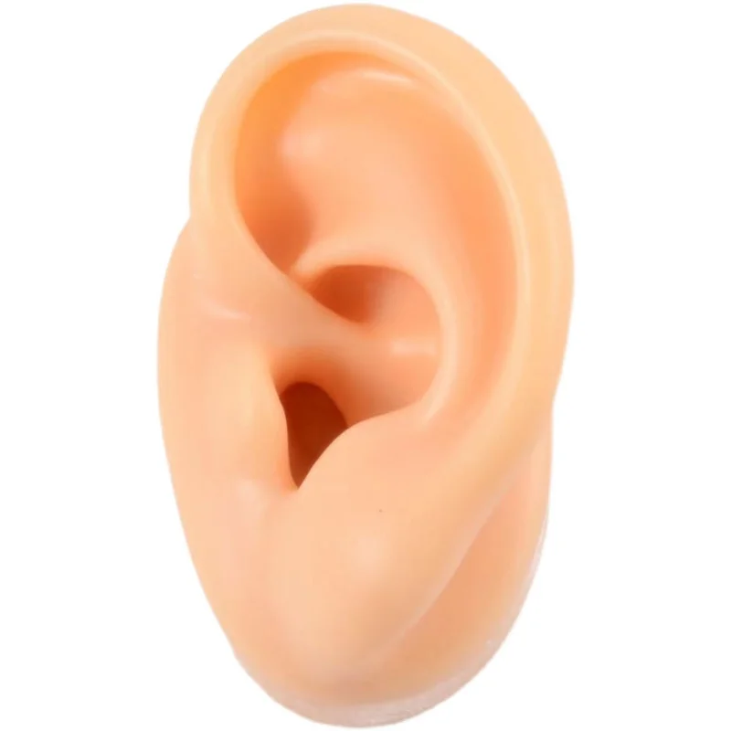 Simulated ear silicone prosthetic ear model practice teaching display