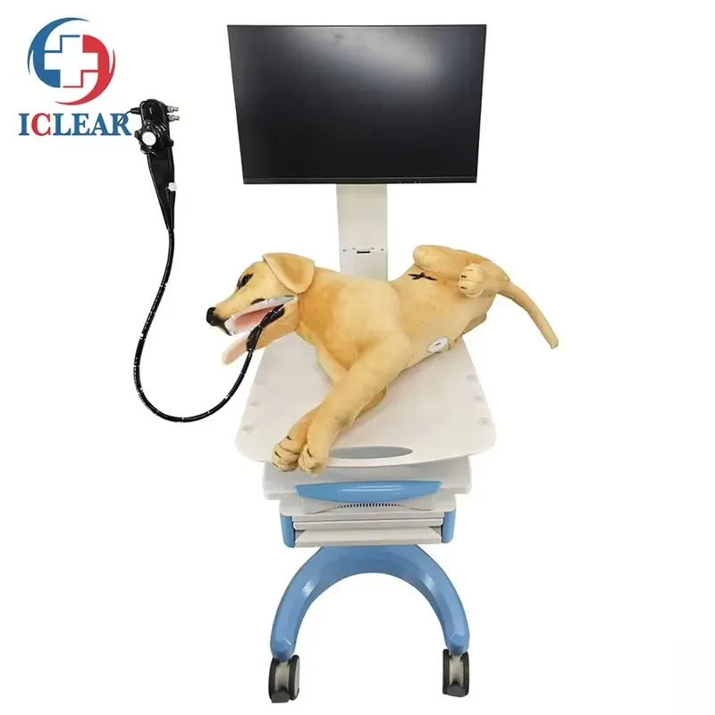 Hot Sale Realistic dog gastroscopy training model - Veterinary endoscopy emulator for esophageal gastroduodenal endoscopy and