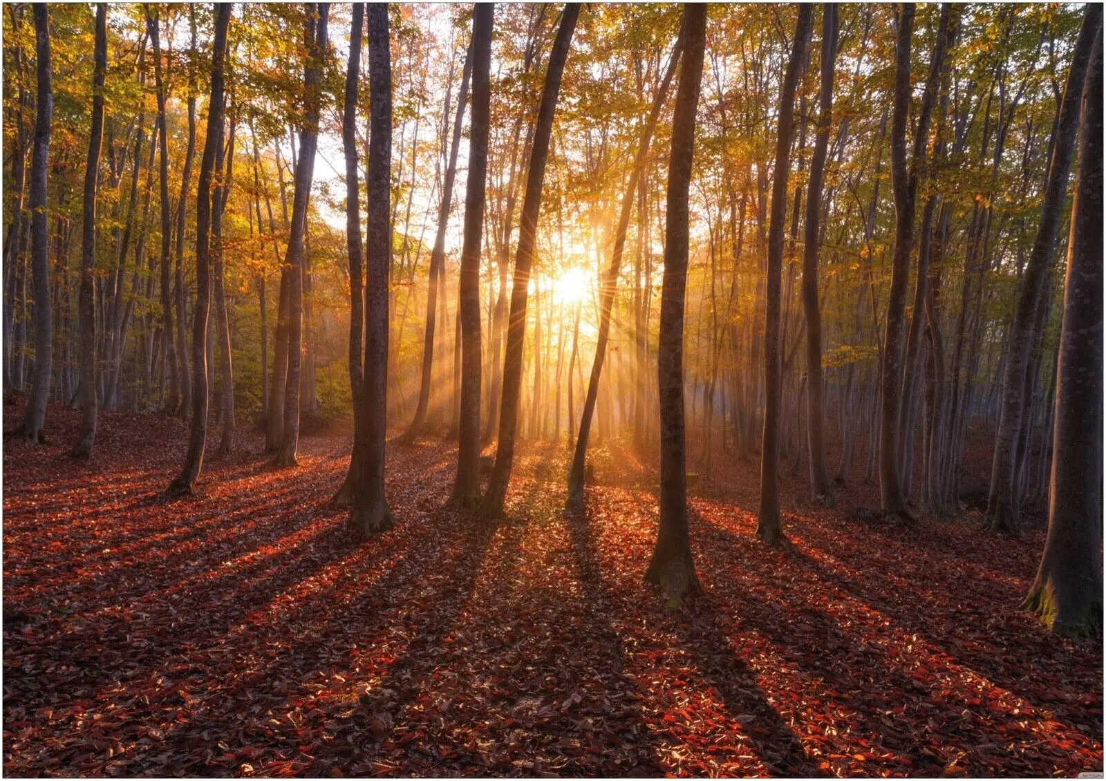 

Красивый плакат Forrest закат пейзаж Искусство Печать Шелковый плакат гостиная декор домашняя стена