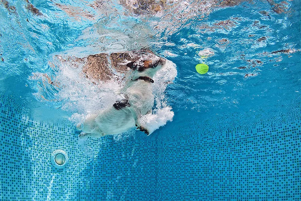 Hundespielzeug Hundeball Hunde-TPR-Ball Widerstandsfähiges Kauspielzeug für Hunde Outdoor-Wurf- und Auffangtraining für Hunde – Detail 10