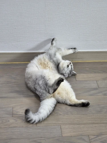 구매후기