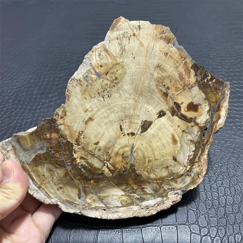 1070g Natural Petrified Wood Specimen Semi-precious Stone Slices Crystals Healing Stones for Home Decor