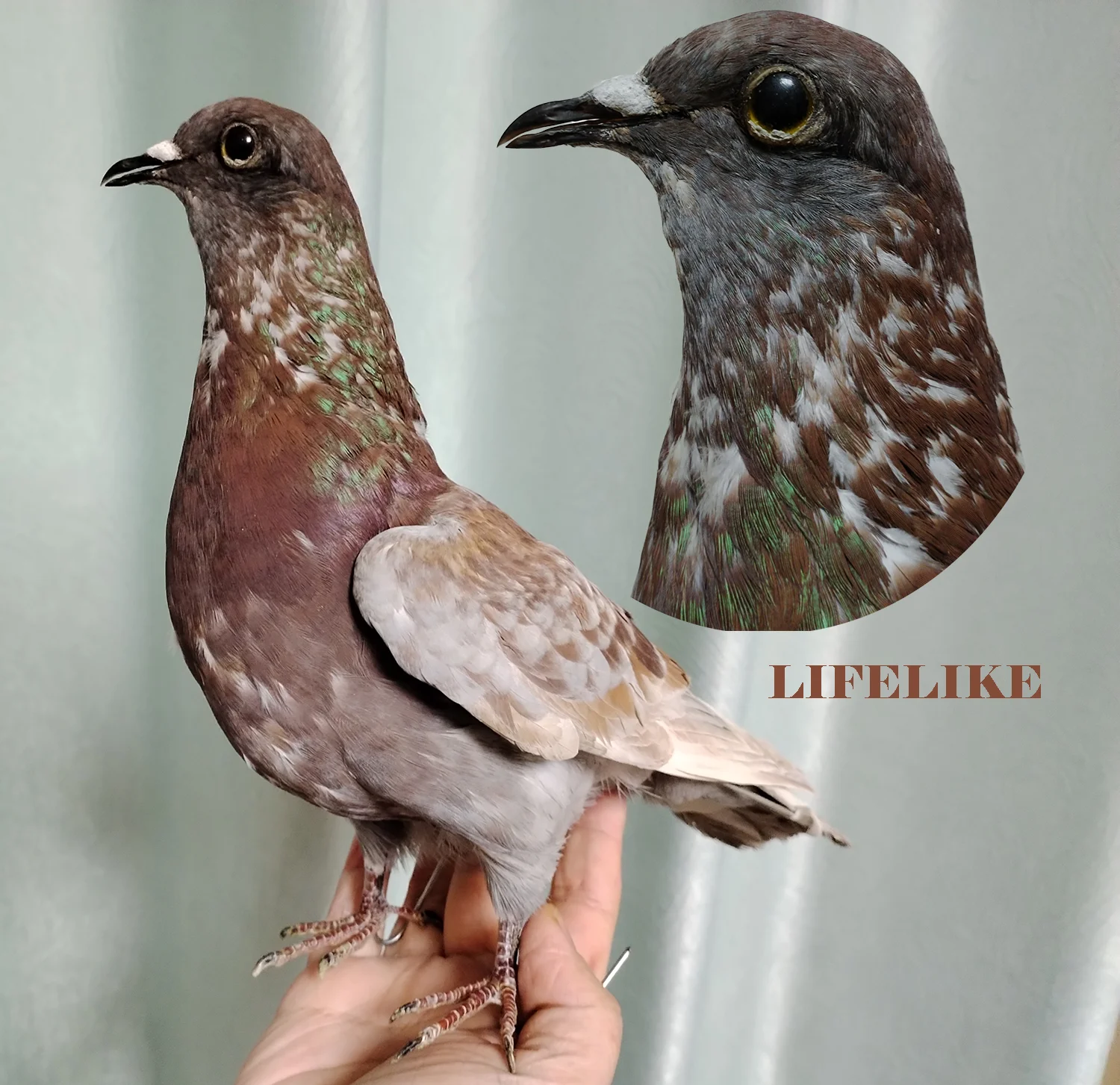 Real Taxidermy Pigeon, Colorful Columba Bird Specimen, Natural Bird Model for Science Education, Home & Garden Decor