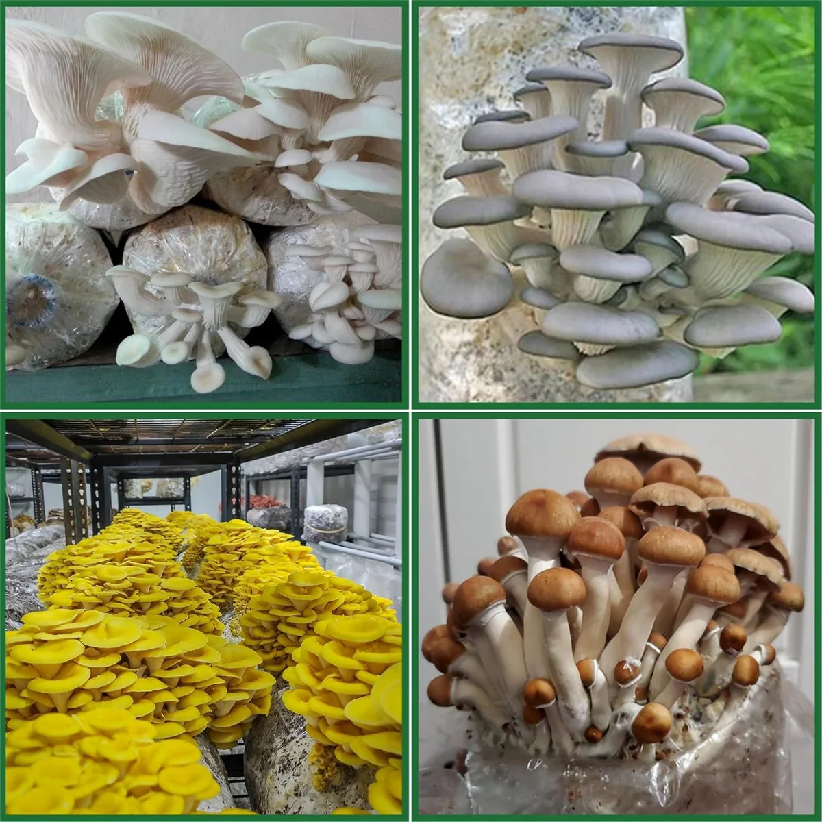 Polipropileno Cogumelo Spawn Bag, Cogumelo crescer sacos, Respirável para substrato forte lágrima, 8x5x0 Polegada, 25 Pack