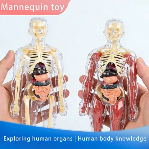Children'S Detachable Assembled Human Body Model Structure, Full Body Skeleton, Organ Skeleton, Medical Anatomy Simulation Toy