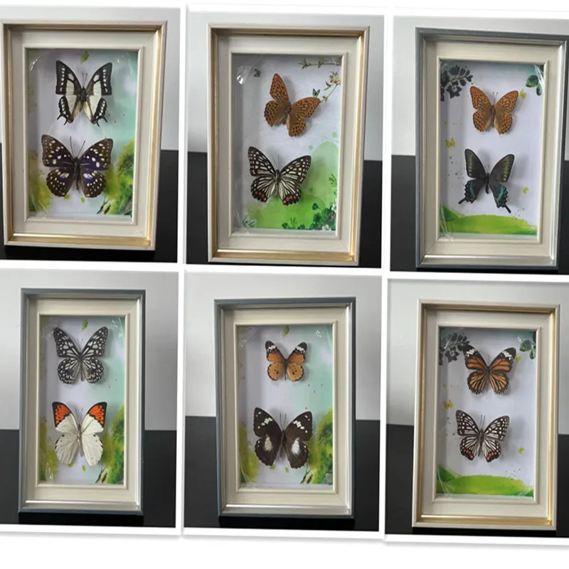 

Pretty Butterfly Real Specimen Education Material Collection/Butterfly Specimen Artwork Material Decor