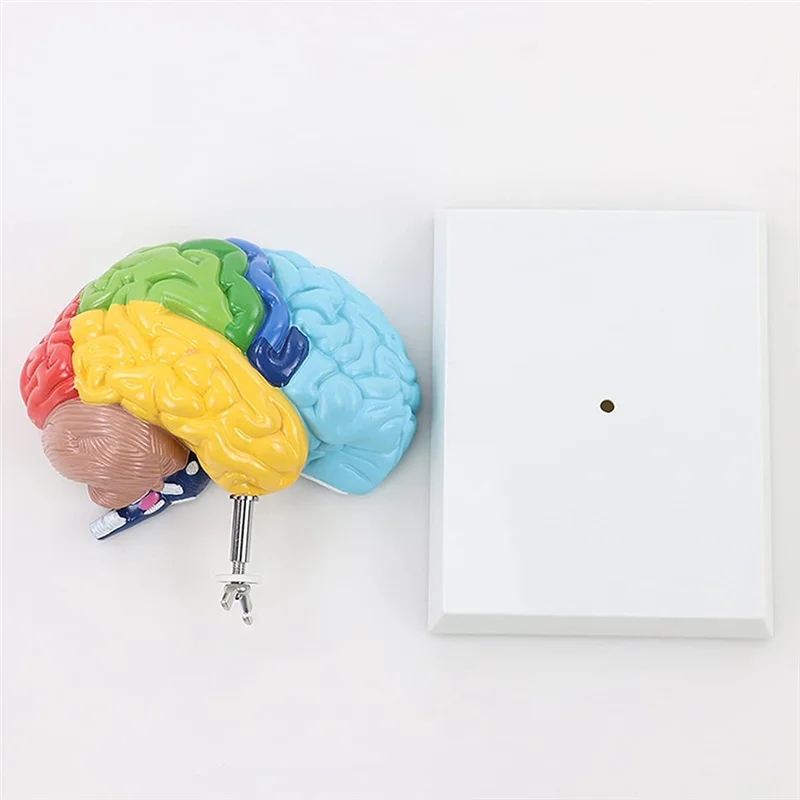 Unique! Right Hemisphere of Brain Human Body Model Education Brain Model 1:1 for Student Teaching Study Assembling Model