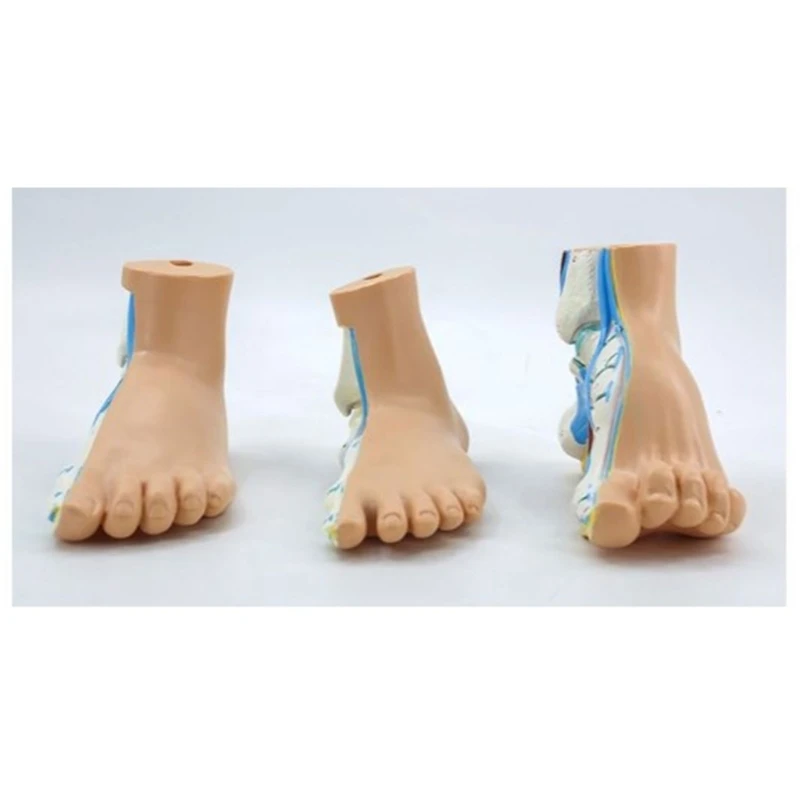 Foot Anatomical Model, Human Anatomical Foot Model, Normal Flat Arched Foot Model with Bones, Muscles, Ligaments 896C